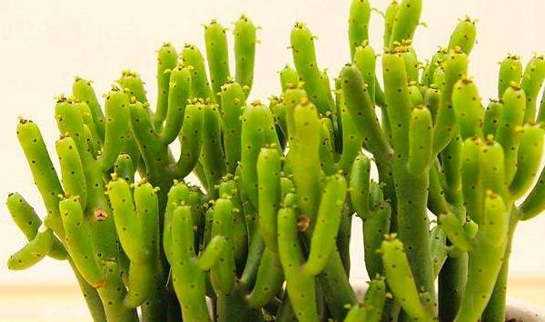  「适合」这些多肉植物有毒，不适合养在室内，赶紧记住它们的样子！