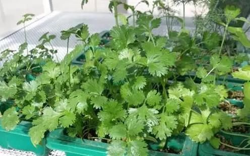 [厉害]这是我见过最厉害的“阳台种菜”的办法了！