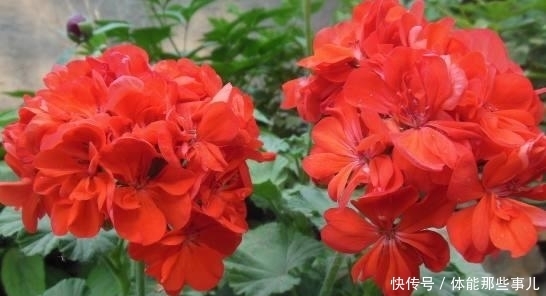 身边|此花所代表的是幸福就在身边,是最美的遇见,还是很常见的花