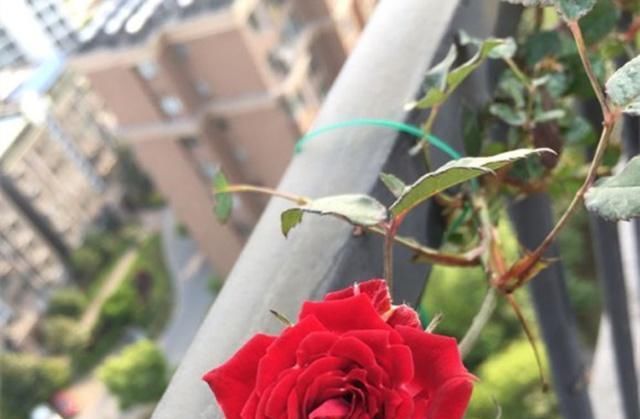  [盆土当中]“木瓜皮”别扔了，用来养月季，花大又艳！