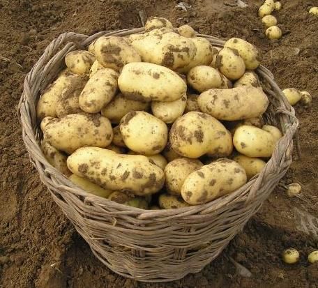  #提醒#一再提醒：土豆千万不能和此物同食，很多人还在“一直犯错”！