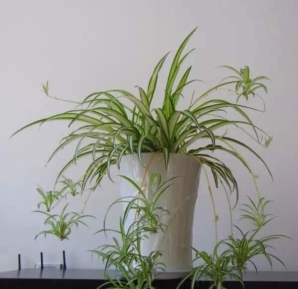  「植物」把这种植物养在卫生间, 不仅能净化空气, 还具有观赏价值