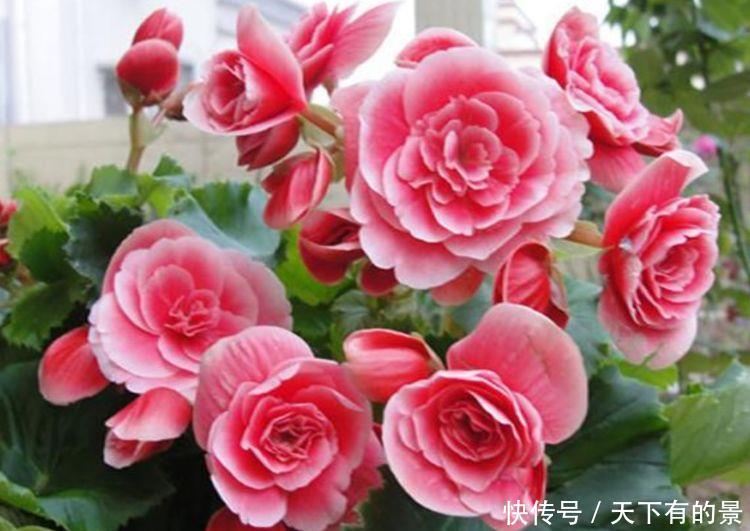  #开花#4种花适合新手养，不用费心，好养又好看，一开就是300天