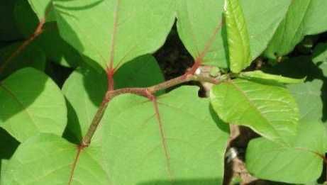 农村一种植物是一种良药 祛风止咳有奇效