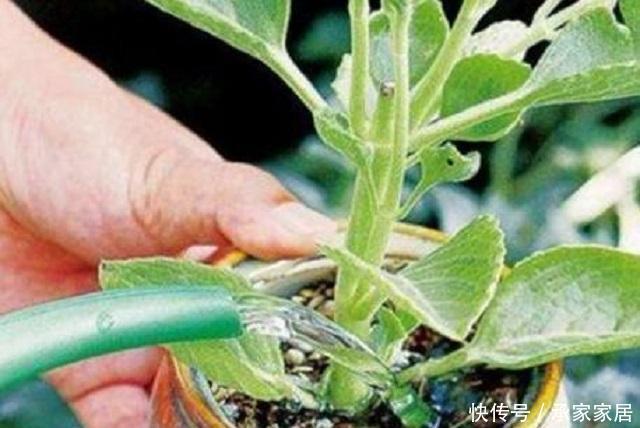  『浇水次数』浇水看似简单，却有大学问，这3点没有掌握好，浇啥花都会枯死！