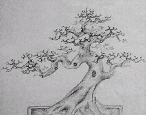  『效果图』只要狠心，没有改造不了的三角梅盆景，看到效果图后太喜欢