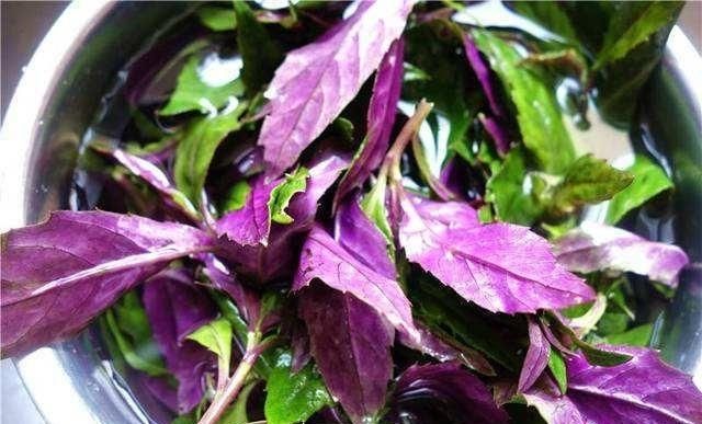  『好吃』4种生长快、味道鲜美的蔬菜，吃完一茬又一茬！