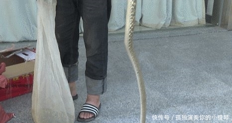  高铁■男乘客被要求开箱，高铁安检员惊呆了：10条大王蛇钻出来