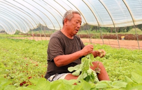 农民种植一种蔬菜，一年种植三茬，3亩收入30000元，秘诀在哪里？