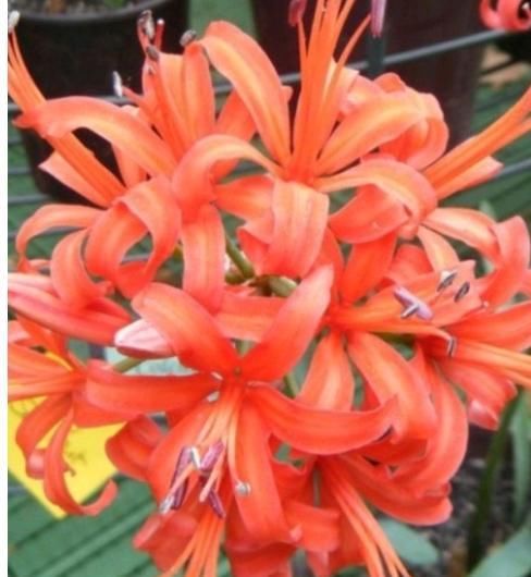  「最简单」到底是彼岸花还是娜丽花？开花爆盆还傻傻分不清，老司机一招区别