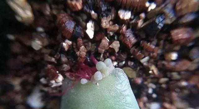  『植物』叶片肥厚多汁，多肉肉嘟嘟爱不释手，具体的叶插方法你会吗？