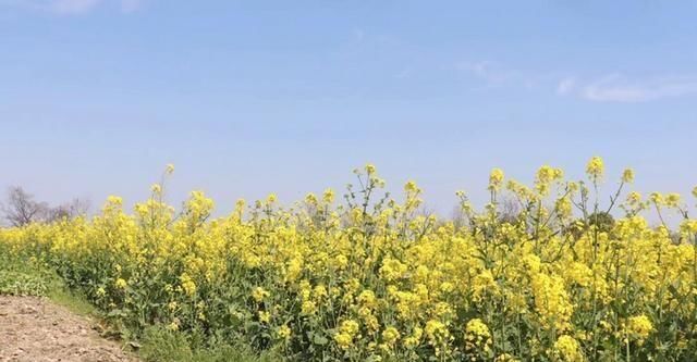  「传统」和大家交流春季钓鲫鱼的一些看法，请钓友来指正