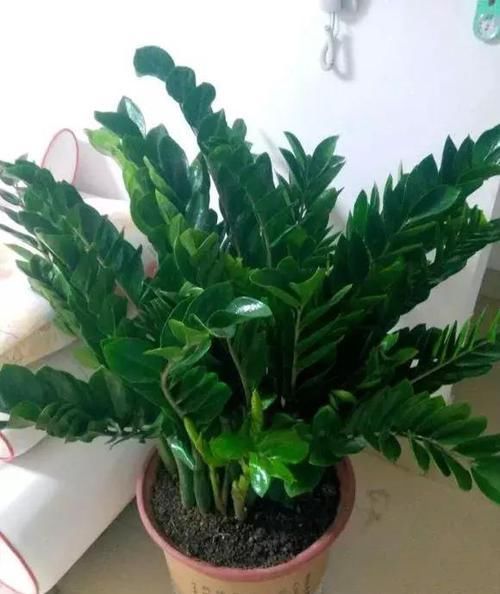  [金钱树]这4种客厅“耐旱花”，水多易烂根，1个月浇1次更好，别忽视！