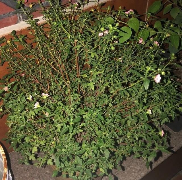  [明亮的位置]嫌花长得丑，趁现在砍头，2个月脱胎换骨！