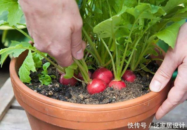 「硕果累累」阳台种菜,种3种速生菜,30天就采摘,叶子肥嫩,硕果累累