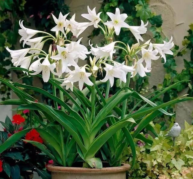  「排水良好」家里养这五种“香香花”，满堂生香，跟空气清新剂说拜拜