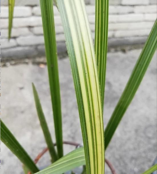  「情迷」情迷三月天，清香悠远兰花恋#唤醒好春光#