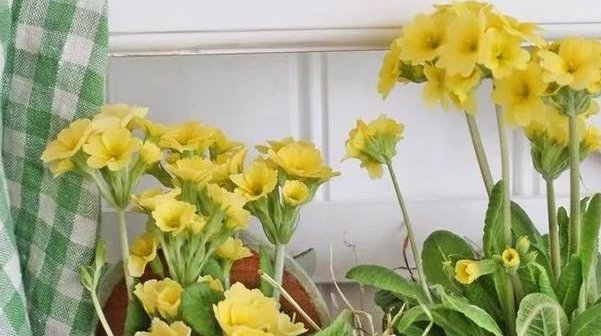  花色■此4种花卉，花色绚丽多彩，花期长，花量大，花大色艳