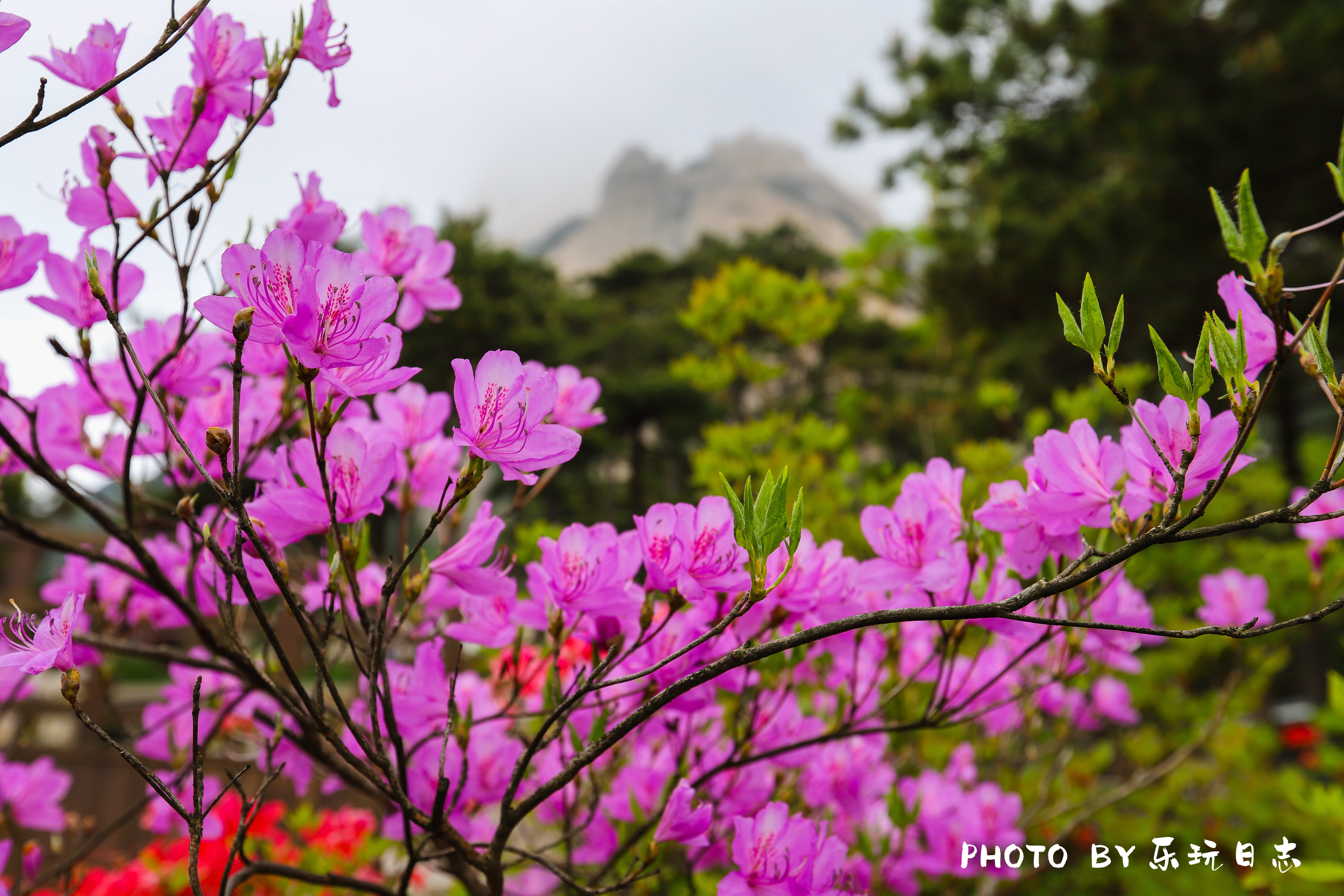 安徽著名仙山，杜鹃花开成海，随便一拍都是画