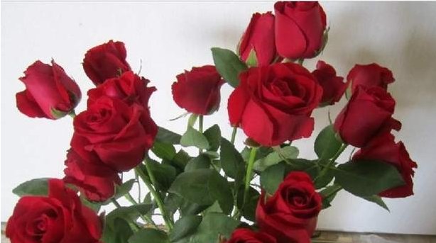  [生长]有一盆栽的玫瑰花,要怎么养?