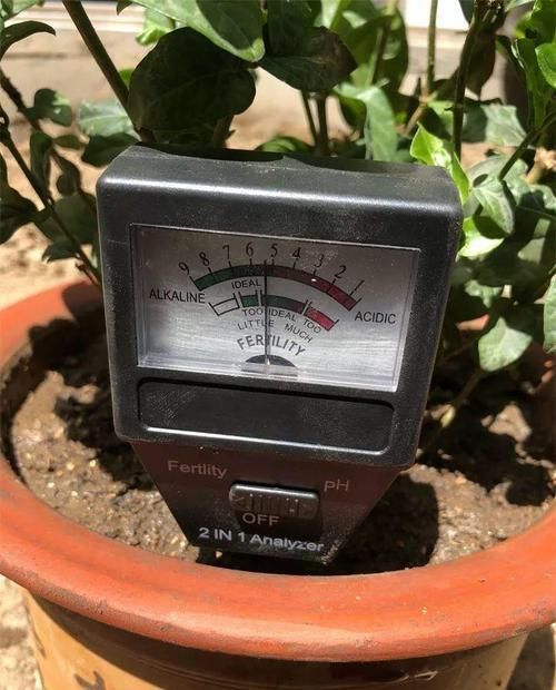  『图片作者』栀子茉莉千万别用这种土，养一盆死一盆！