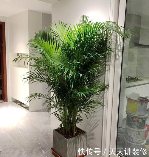  想到的植物@亲朋好友搬家顺手送几盆花，不俗气很用心，成本低性价比高