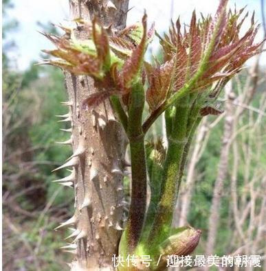 曾因身上带刺被嫌弃，现 被称为“树上人参”,并大量出口国外