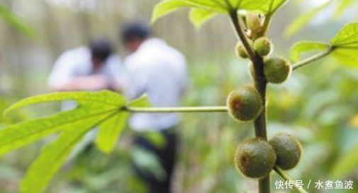  「牛奶」乡下山沟里不起眼的一种植物，果实味道似“牛奶”，价值很珍贵