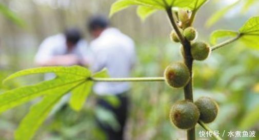 「牛奶」乡下山沟里不起眼的一种植物,果实味道似“牛奶”,价值很珍贵