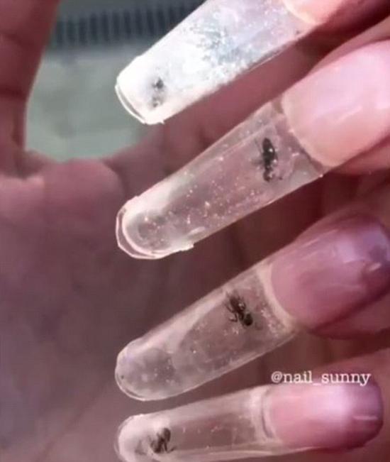 俄美甲店老板设计活蚂蚁水晶美甲 网友:分明是虐待