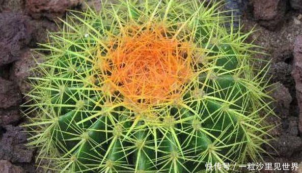 「虎皮兰」4种常见的“贱花”,浇水一多就“烂根”,不管却“爆盆”了