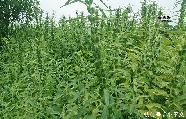 「皮肤」50岁阿姨皮肤紧致,头发茂密,原因竟是常吃它,很多人家都种过