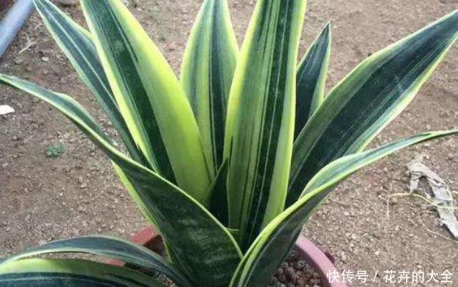  「不养」客厅养盆“镇宅花”，净化空气，旺财旺运又养人，不养太可惜了
