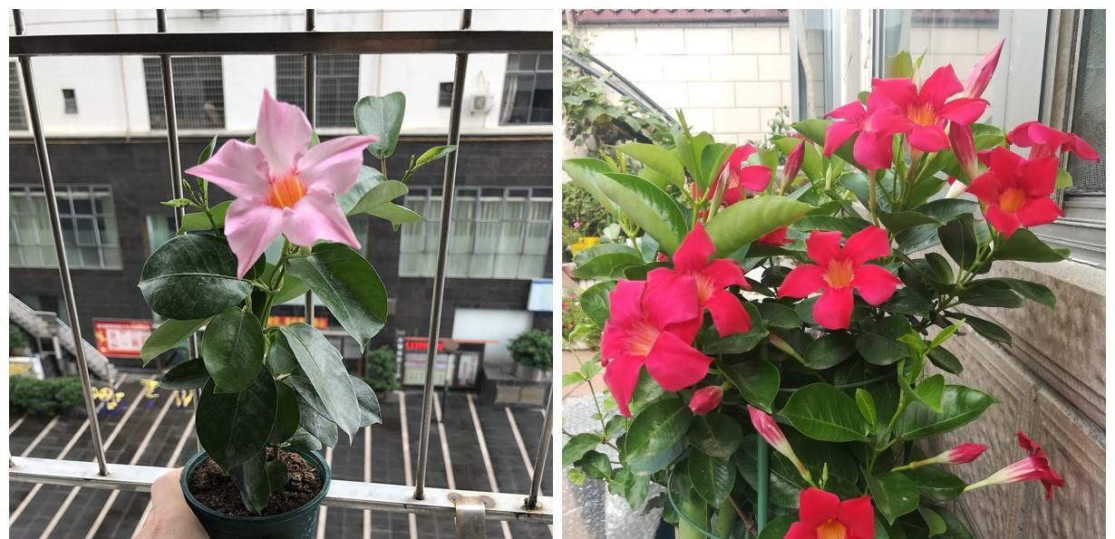  [藤本植物]最好养的藤本植物，扦插就能活，花朵清新美丽，全年开花不停！