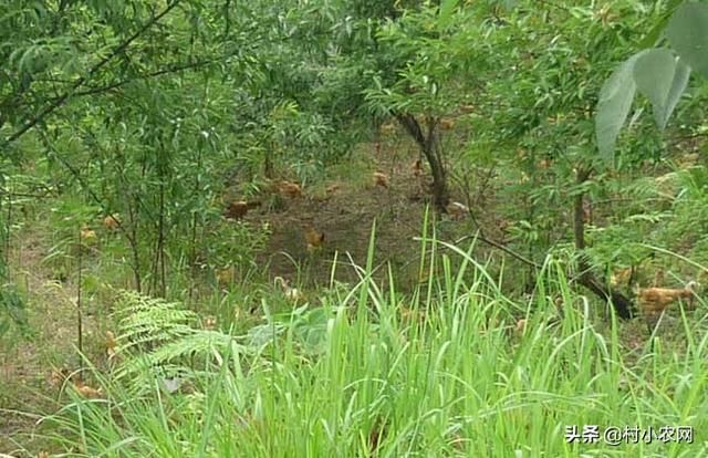 许多年轻人回到了农村，利用山林、林果地养鸡发了财！