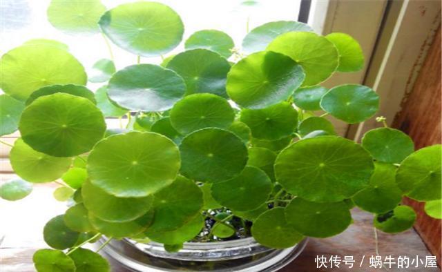 技巧|铜钱草水培技巧,只要4步,让你家铜钱草葱葱郁郁,高贵大气