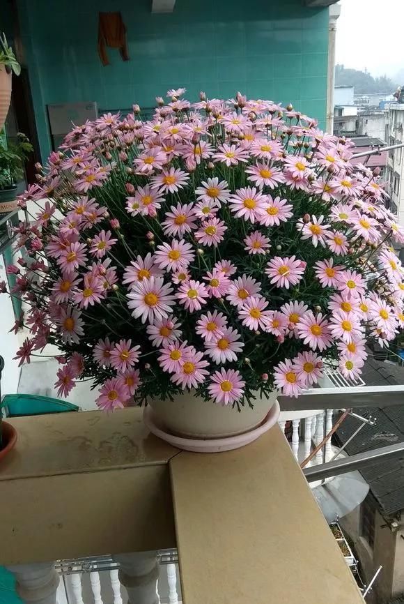  #长寿花#阳台花儿开败后，手痒剃个头，剃完就爆花，开成花球太惊艳！