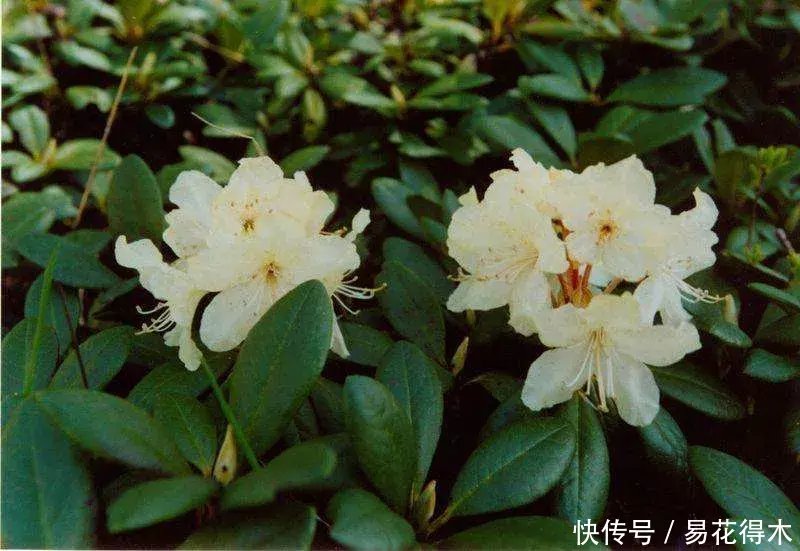  杜鹃@国家Ⅱ级珍稀濒危物种|东北地区特有的牛皮杜鹃