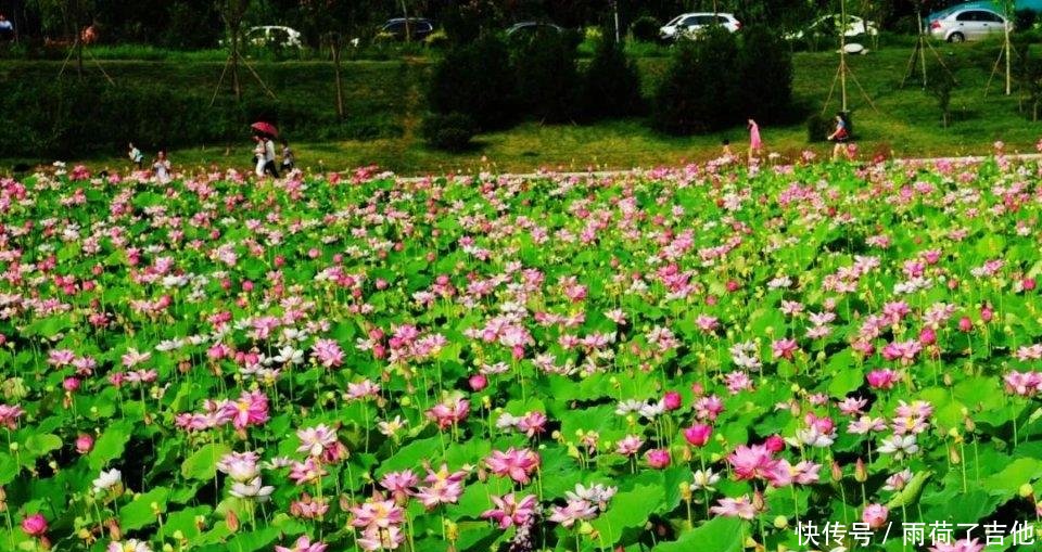陕西这处千亩荷塘已盛开成海，碧叶连天，人少景美只等你来！