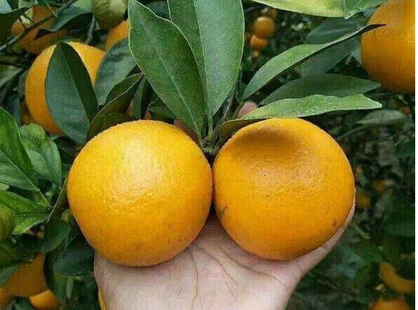  『橙子的种植』美容养颜、抗衰老的橙子，果农种植前需全面了解的几个重要事项！