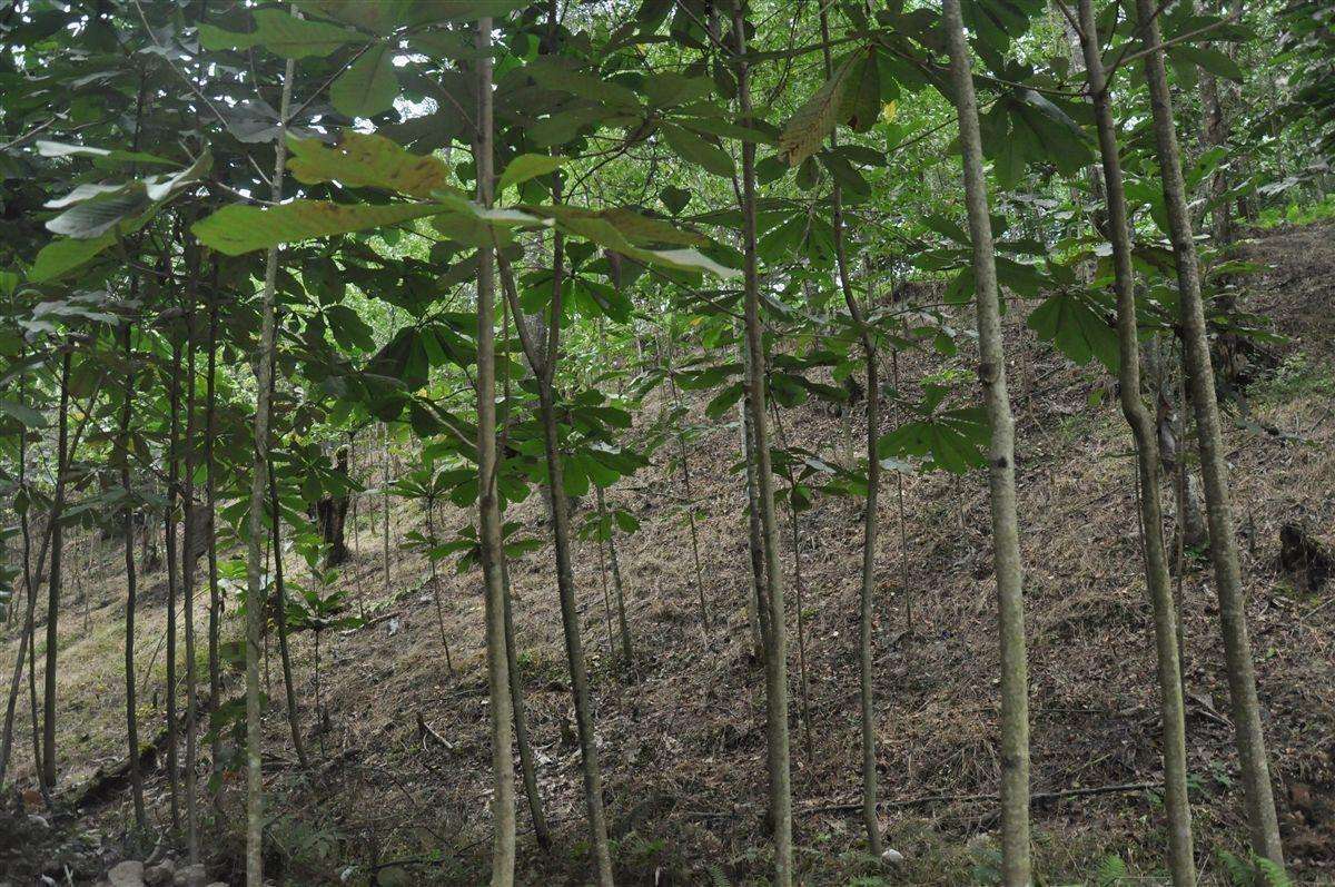  【厚朴】四川一种“特产树”，20年才能剥皮，树皮晒干卖4元一斤