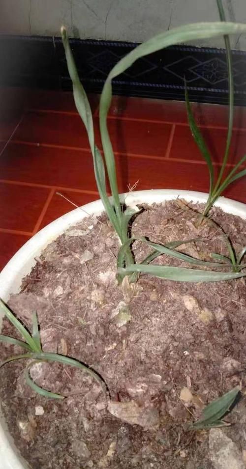  『区别对待』养兰花要有针对性，用心做好记录，管理才能得心应手