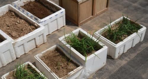 『土壤』花盆种植韭菜老不发芽，问题出在哪里？