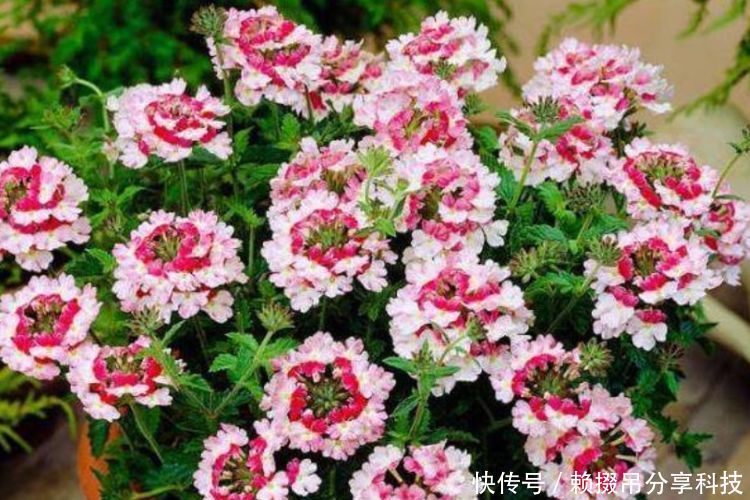 #油绿#超好养的“4种花”,人人都喜欢,叶子油绿,花朵漂亮!