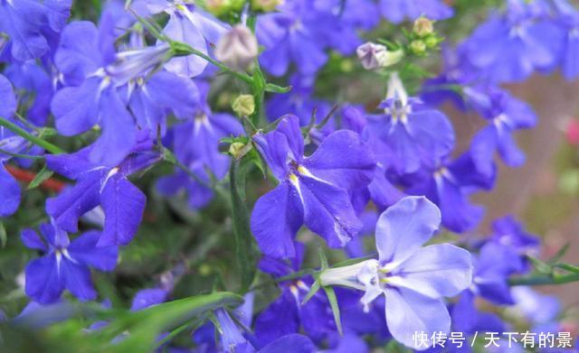  【机器】3种花是“开花机器”，好养易活开花漂亮，一年四季开花不断