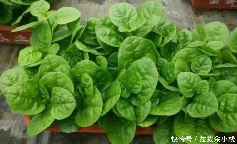  『漂亮』阳台盆栽几盆菜，漂亮又好养，吃完一茬又一茬，够全家吃！