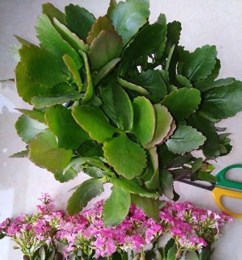  #图片作者#长寿开花不过瘾，学会1招，花苞多的能盖叶！