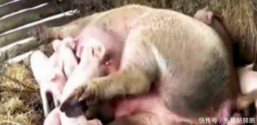 大妈早上去喂猪，发现猪圈里多了几团东西，细看后不淡定了