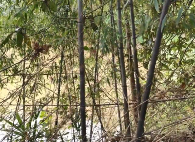  #农民#农村一种罕见的黑色竹子，竹笋珍贵农民不得吃，一般人真