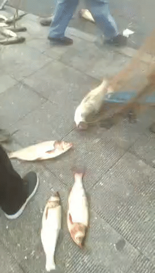  「惊现」奇闻！小清河惊现“鱼山鱼海”“万鱼奔腾”场面